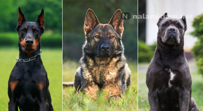 dogs