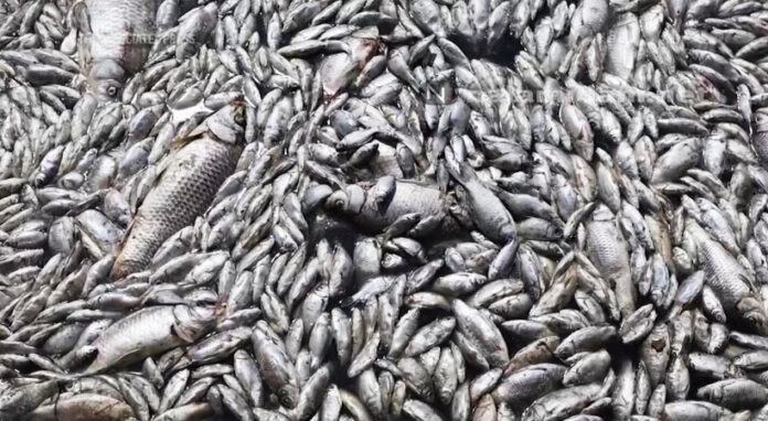fish deat