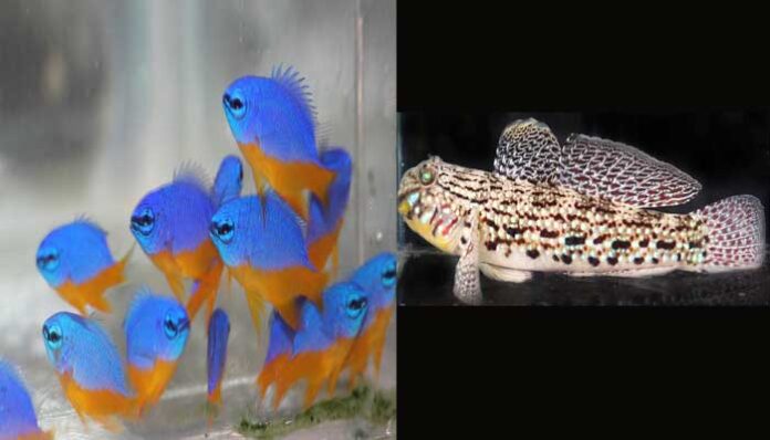 fish