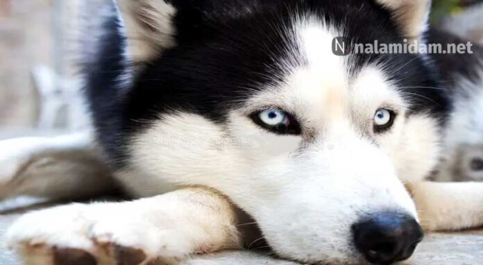 husky