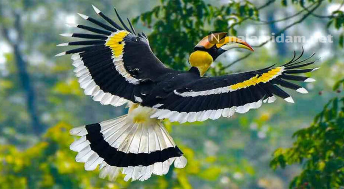 hornbill