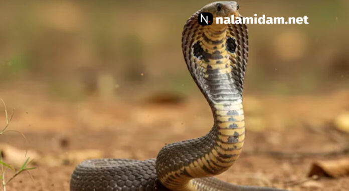 snake bite